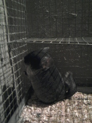 шиншилленок черный бархат