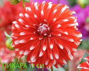 георгина весна 2012