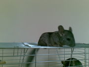 Шиншиллы (1 мальчик) !