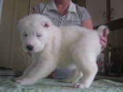 Щенки САО с документами возраст 41 день крепкие, красивые