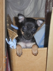 Продам щенка русского той-терьера