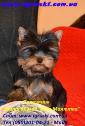 Щенки йоркширского терьера питомника (Моя Малютка)