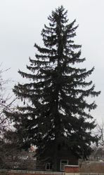 Красавица ель,  такие ели только в Дружковке!