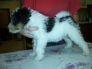 Щенки ж/ш фокстерьера