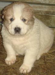 Продаются щенки среднеазиатской овчарки