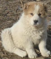 Продается щенок кавказской овчарки белого окраса