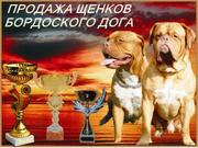Щенков бордоского дога