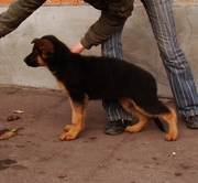 2 ПЕРСПЕКТИВНЫХ ПОДРОЩЕНЫХ КОБЕЛЯ НЕМЕЦКОЙ ОВЧАРКИ! Видео!