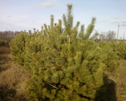 Сосна новогодняя (оптом)