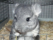 Продам шиншиллу девочку