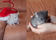 Продам шиншилл 2 шт.
