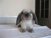 Декоративные кролики