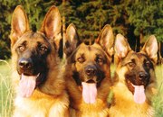 ВАЖНО! Индивидуальная дрессировка собак в Одессе и области.  