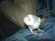 Продам волнистого попугайчика