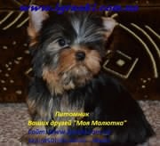 Элитные щенки йоркширского терьера экстра-мини и мини