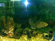 Астронотусы 5 шт. продам или обменяю на цихлид