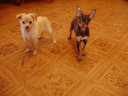 предлагаются к продаже подрощенные щенки русского тоя