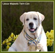 Родословные щенки лабрадора ретривера