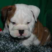 Продам бульдожка-))))