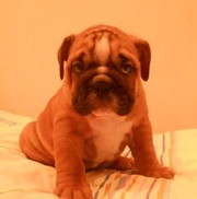 Отличные щенки английского бульдога