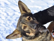 ВАША СОБАКА НУЖДАЕТСЯ В ДРЕССИРОВКЕ??? 