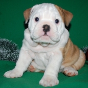 Щенки английского бульдога