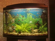 СРОЧНО продается аквариум Природа на 60 л !!! 