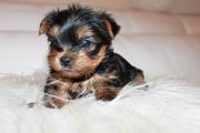 Продается щенок йоркширского терьера