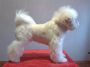 щенки бишон фризе шоу-класса