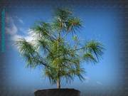 кедр сибирский,  сосна веймутова