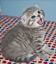 Котята,  приносящие удачу!