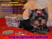 Элитные щеночки йоркширского терьера шоу-класса, 