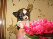 Щенки карманной собачки,  Чихуахуа.