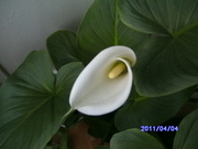 продам комнатные цветы