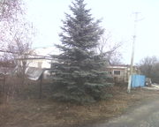 Продам голубую Ель