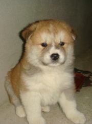 Продаются щенки Акита Ину