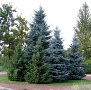 Зимние посадки крупномерных деревьев.