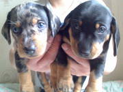 ПРОДАМ ЩЕНКИ ТАКСЫ ДНЕПРОПЕТРОВСК 1000 ГРН.