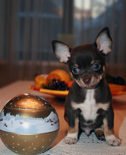 Продаю щенков чихуахуа редких окрасов