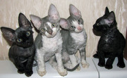 Продаем котят Девон рекс