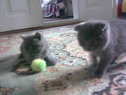 Шотланська висловуха дівчинка 2, 5 міс