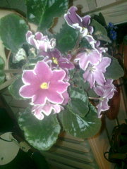 Распродажа фиалок