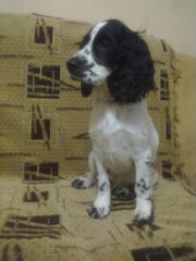 Продаю недорого щенков русского спаниеля.