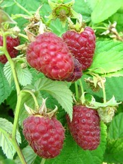 саженцы ремонтантной малины Polana, ежевики Торнфри