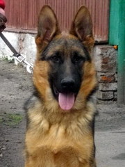 Щенки немецкой овчарки.