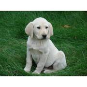 Лабрадор ретривер доступно