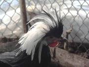 КУРЫ КАРЛИКОВЫЕ