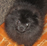 Щенки померанского шпица в племенном питомнике Валтимол(КСУ0