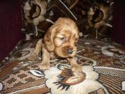 Щенки английского кокера спианиеля