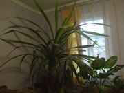 продам пальму панданус